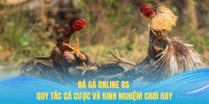 Đá gà online 8s - Quy tắc cá cược và kinh nghiệm chơi hay