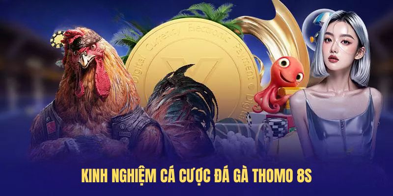 Kinh nghiệm cá cược Đá gà Thomo 8S bách chiến bách thắng