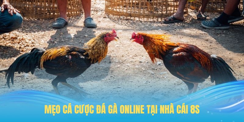 Mẹo cá cược đá gà online tại nhà cái 8s